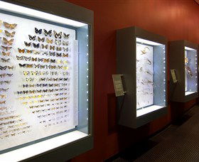 Museum And Art Gallery Of The Northern Territory - Redcliffe Tourism 3