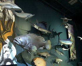 Museum And Art Gallery Of The Northern Territory - Redcliffe Tourism 4