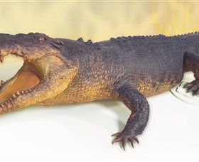 Museum And Art Gallery Of The Northern Territory - Redcliffe Tourism 5