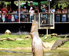 Crocodylus Park - Redcliffe Tourism 0