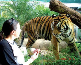 Crocodylus Park - Redcliffe Tourism 2