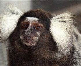 Crocodylus Park - Redcliffe Tourism 4