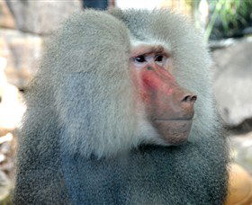 Crocodylus Park - Redcliffe Tourism 3