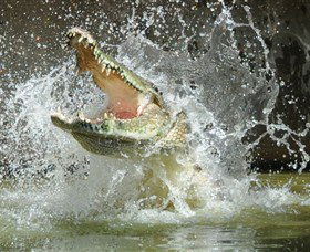Crocodylus Park - Redcliffe Tourism 5
