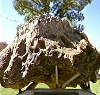 Fossilised Tree - Redcliffe Tourism