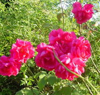 Bishop's Lodge Historic House and Heritage Rose Garden - Redcliffe Tourism