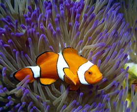 Reef HQ Aquarium - Redcliffe Tourism 0