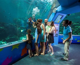 Reef HQ Aquarium - Redcliffe Tourism 2