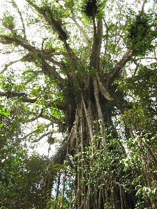 Cathedral Fig Tree - Redcliffe Tourism 0