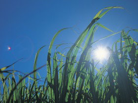 Australian Sugar Industry Museum - Redcliffe Tourism 0