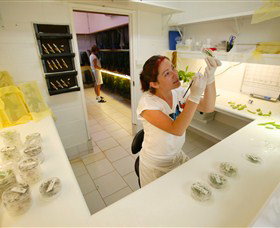 Australian Butterfly Sanctuary - Redcliffe Tourism 2