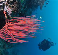 Eddy Reef Dive Site - Redcliffe Tourism