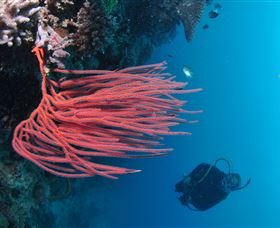 Eddy Reef Dive Site - Redcliffe Tourism 0