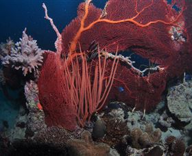 Eddy Reef Dive Site - Redcliffe Tourism 2
