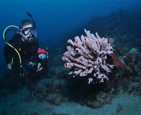 Eddy Reef Dive Site - Redcliffe Tourism 1