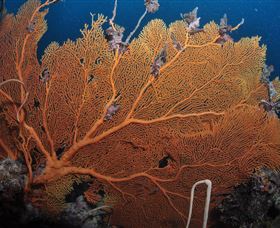 Eddy Reef Dive Site - Redcliffe Tourism 3