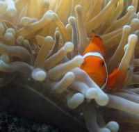 Beaver Reef Dive Site - Redcliffe Tourism