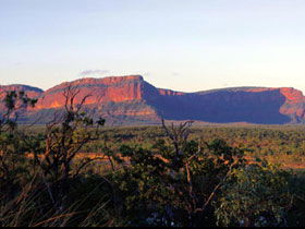 Dingo QLD Redcliffe Tourism