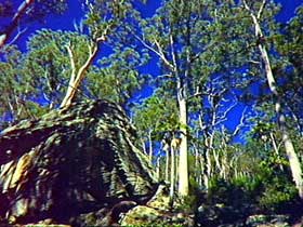 Blackdown Tableland National Park - Redcliffe Tourism 3