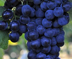 De Bortoli Wines Bilbul - Redcliffe Tourism 0