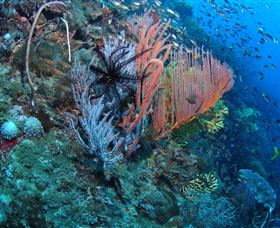 SS Yongala Dive Site - Redcliffe Tourism 0
