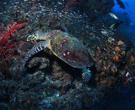SS Yongala Dive Site - Redcliffe Tourism 3
