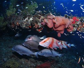 SS Yongala Dive Site - Redcliffe Tourism 2