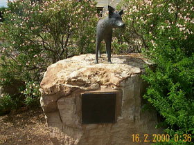 Dingo Statue - Redcliffe Tourism 0