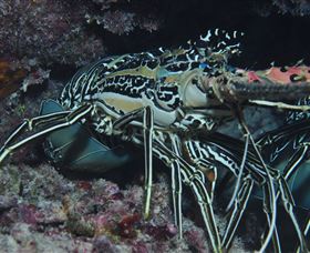 Keeper Reef Dive Site - Redcliffe Tourism 2