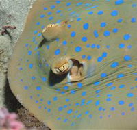 Jorgey's Patch Dive Site - Redcliffe Tourism