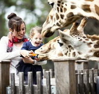 Taronga Western Plains Zoo Dubbo - Redcliffe Tourism