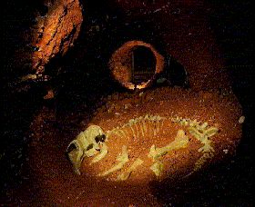 Wellington Caves And Phosphate Mine - Redcliffe Tourism 2