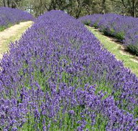 Yuulong Lavender Estate - Redcliffe Tourism