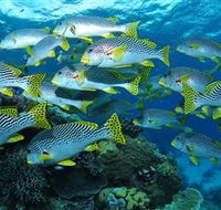 Challenger Bay Dive Site - Redcliffe Tourism