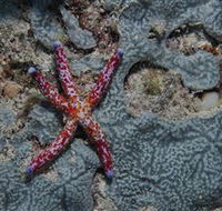 Clam Gardens Dive Site - Redcliffe Tourism