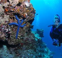 Lighthouse Bommie Dive Site - Redcliffe Tourism