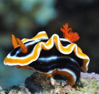 Monolith Dive Site - Redcliffe Tourism