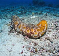 Two Towers Dive Site - Redcliffe Tourism