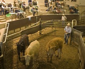 Livestock Marketing Centre - Redcliffe Tourism 1