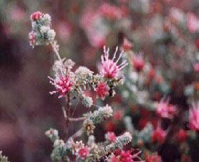 Burrendong Botanic Garden And Arboretum - Redcliffe Tourism 1