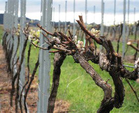 Stockmans Ridge Wines - Redcliffe Tourism 1