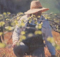 Canobolas Smith Winery - Redcliffe Tourism