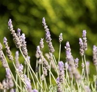 Rustique Lavender Farm - Redcliffe Tourism