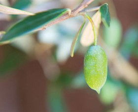 The Olive Shop - Milawa - Redcliffe Tourism 1