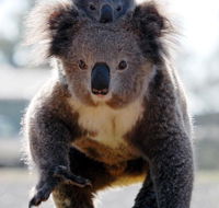 Koalas in Gunnedah - Redcliffe Tourism