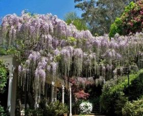 Mount Wilson NSW Redcliffe Tourism