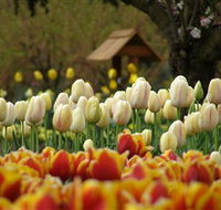 Tulip Top Gardens - Redcliffe Tourism