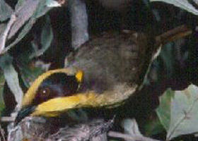 Yallourn North VIC Redcliffe Tourism