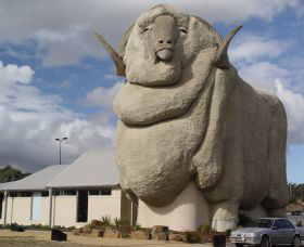 Big Merino - Redcliffe Tourism 0