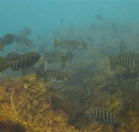 Bunurong Marine and Coastal Park - Redcliffe Tourism
